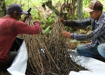 Terra do açaí: Feijó comemora 86 anos de história