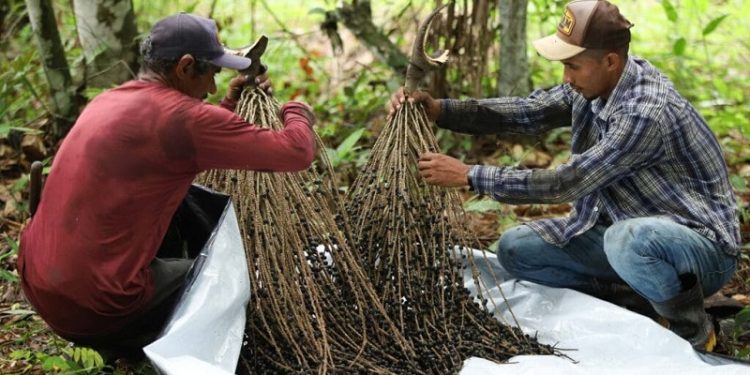 Terra do açaí: Feijó comemora 86 anos de história