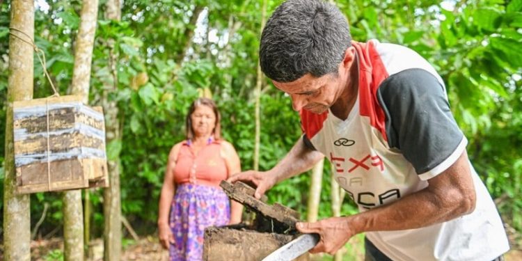 Cultura de criação de abelhas sem ferrão garante destaque à produtora acreana em concurso nacional