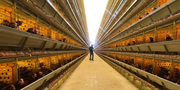 Idaf inicia implantação de plano de vigilância de influenza aviária idealizado pelo Ministério da Agricultura