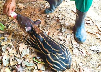 Após quase 400 dias de gestação, nasce primeira filhote fêmea de anta do Parque Chico Mendes