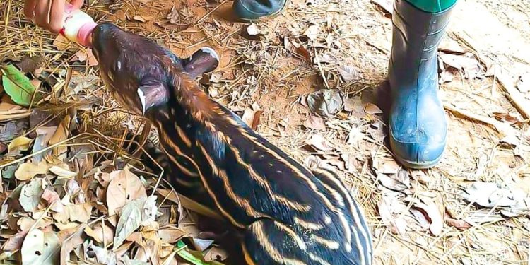 Após quase 400 dias de gestação, nasce primeira filhote fêmea de anta do Parque Chico Mendes