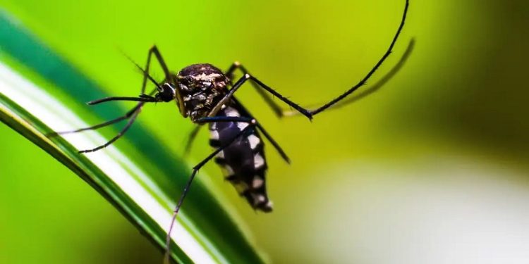 Com 90% dos municípios atingidos, Acre enfrenta aumento de casos de arboviroses