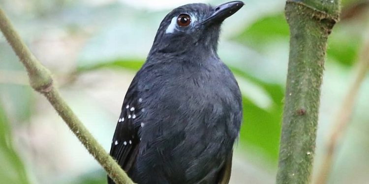 Acre é pré-selecionado para projeto da Embratur e se consolida como destino de observação de aves