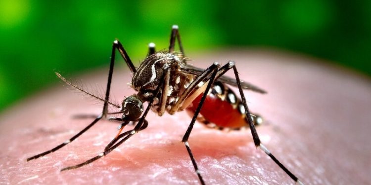 Baixa cobertura vacinal: apenas 29% da população está protegida contra dengue no Acre