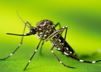 Um mosquito, três doenças: ameaça do Aedes aegypti em áreas residenciais no Acre
