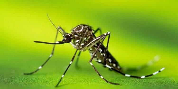 Um mosquito, três doenças: ameaça do Aedes aegypti em áreas residenciais no Acre