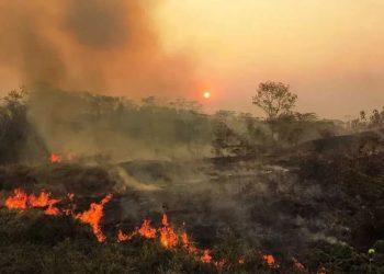 Projeto prevê dedução no IR para quem doar a fundos do meio ambiente e de emergência climática