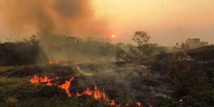 Projeto prevê dedução no IR para quem doar a fundos do meio ambiente e de emergência climática