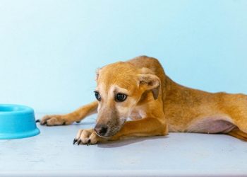 “Petinder” é lançado em Rio Branco para promover match entre pets e novos lares; conheça