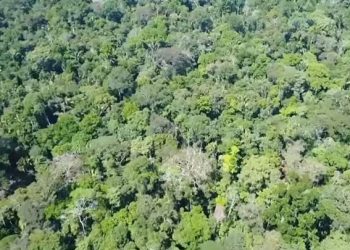 Recuperação de áreas degradadas no Acre é uma das piores do país