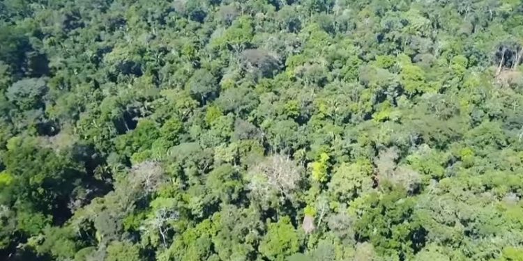 Recuperação de áreas degradadas no Acre é uma das piores do país