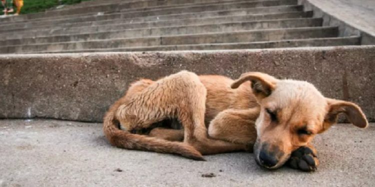 Dia Mundial do Animal de Rua é celebrado nesta sexta-feira; conheça como ajudar em Rio Branco