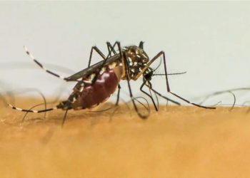 Acre está entre os estados com mais casos de dengue em 2025; confira a lista