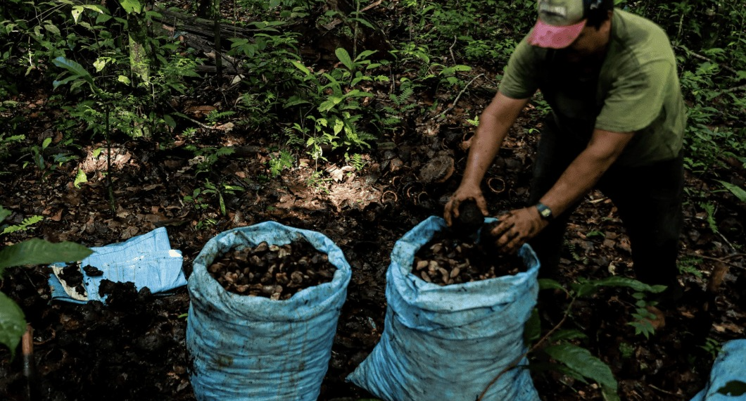 Lula sanciona lei que torna Sena Madureira a Capital Nacional da Castanha do Brasil