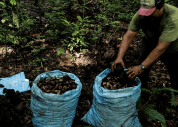Lula sanciona lei que torna Sena Madureira a Capital Nacional da Castanha do Brasil