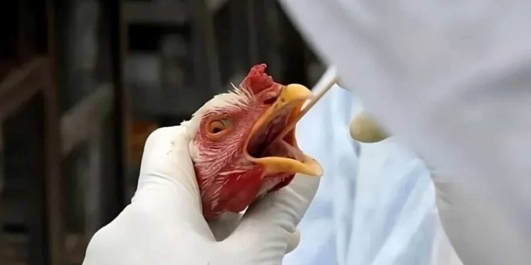 Como a gripe aviária pode afetar seu bolso?