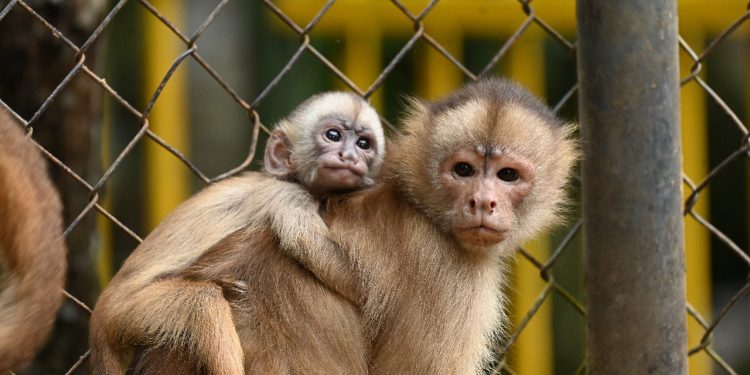 Parque Chico Mendes funciona normalmente durante feriado do Dia do Trabalhador