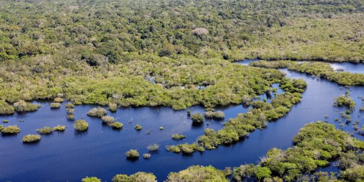 Contrariando tendência nacional de queda, Acre registra alta no desmatamento em 2024