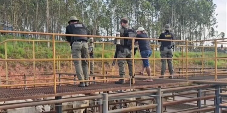 Mais de 140 gados apreendidos em operação do ICMBio é furtado de frigorífico no Acre