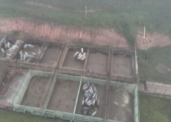 ICMBio esclarece motivos da retirada de gado de áreas irregulares na Reserva Chico Mendes