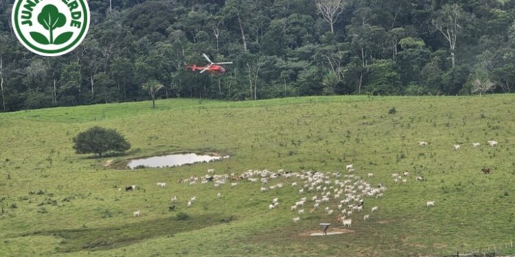 Governo retira gado ilegal da Resex Chico Mendes após decisão judicial
