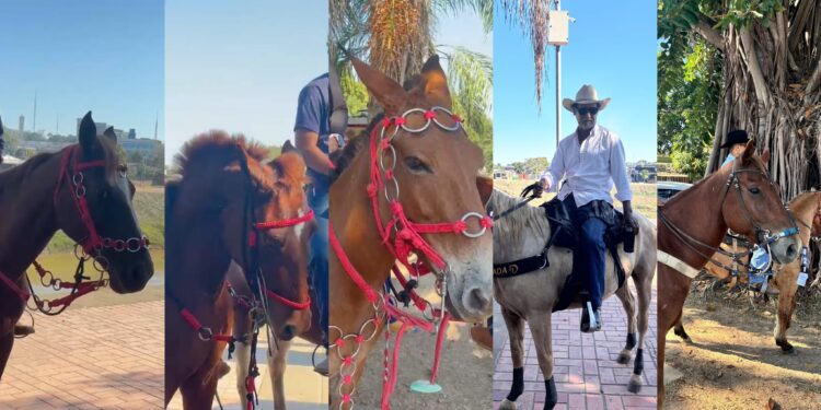 Boneca, Faísca, Gavião e até Delícia: Cavalgada 2025 reúne nomes inusitados e histórias de quem faz a festa