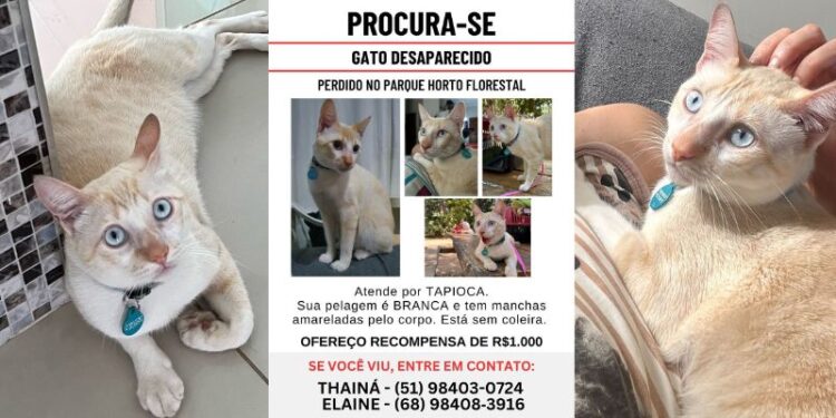 Dona procura gato desaparecido no Horto Florestal em Rio Branco e oferece recompensa de R$ 1 mil