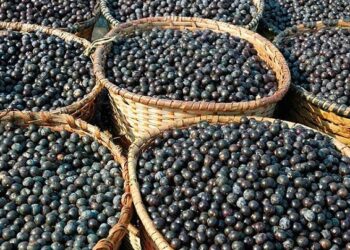 Comissão da Câmara aprova título de Capital Nacional do Açaí para Feijó