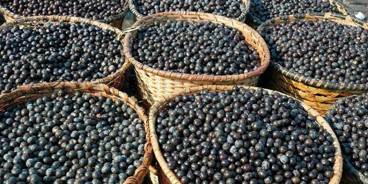 Comissão da Câmara aprova título de Capital Nacional do Açaí para Feijó