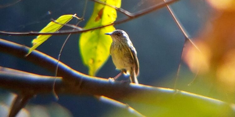 Projeto “Aves do Horto” revela biodiversidade e aproxima comunidade da natureza em Rio Branco