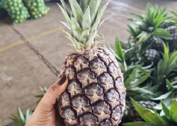 Produtores de abacaxi e mandioca terão incentivo de bolsas no Acre