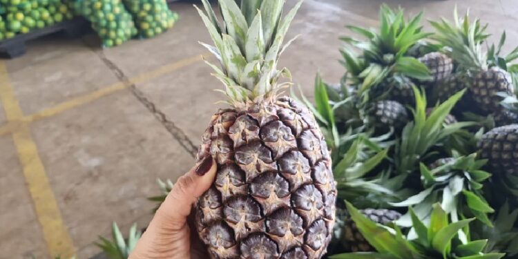 Produtores de abacaxi e mandioca terão incentivo de bolsas no Acre