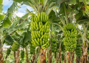 Banana, carro-chefe da produção agrícola no Acre, registra primeiro foco da praga moko em Rodrigues Alves