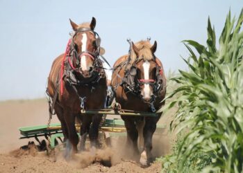 Câmara aprova projeto que criminaliza maus-tratos a animais usados para tração