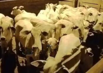 Polícia recupera 114 cabeças de gado roubadas e prende cinco suspeitos de assalto em fazenda na estrada de Porto Acre