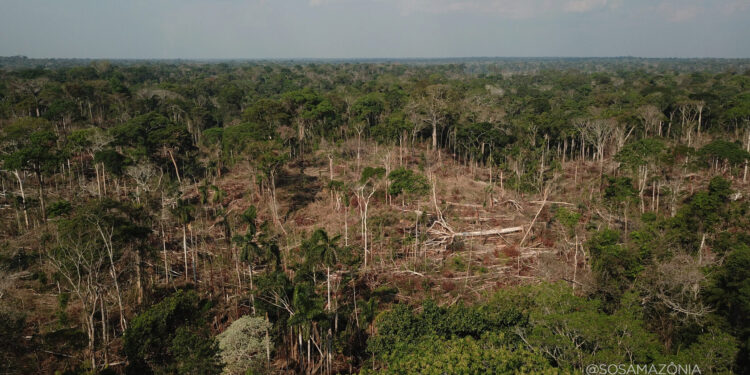 Levantamento do Imazon coloca a Resex Chico Mendes entre as mais desmatadas do Brasil