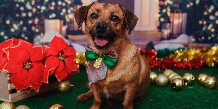 Festas de fim de ano exigem cuidados redobrados com os pets