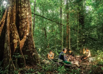 Posseiros denunciam derrubada ilegal de castanheiras, ameaças e uso de veneno em seringal no interior do Acre