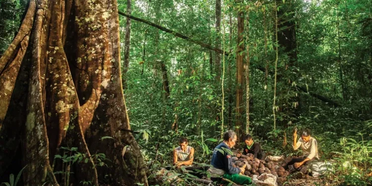 Posseiros denunciam derrubada ilegal de castanheiras, ameaças e uso de veneno em seringal no interior do Acre