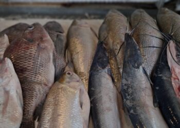 Começa nesta quarta a 15ª Feira do Peixe em Rio Branco com expectativa de grande oferta