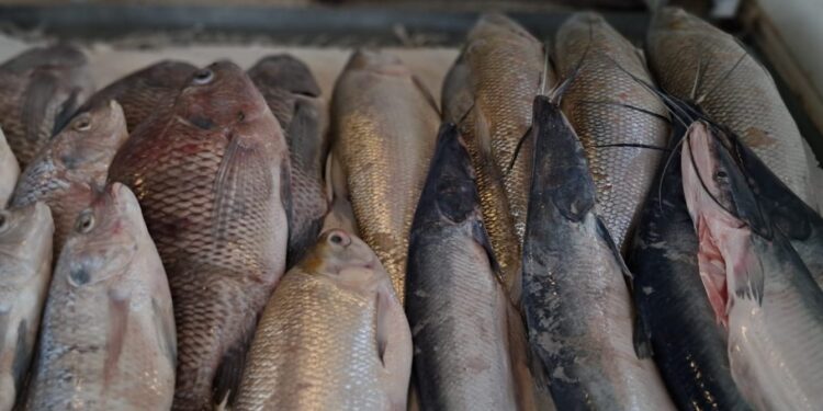 Começa nesta quarta a 15ª Feira do Peixe em Rio Branco com expectativa de grande oferta