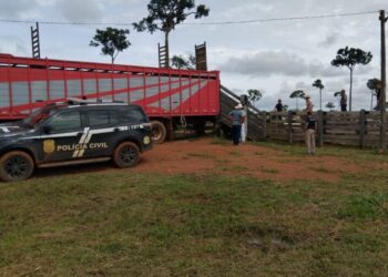 Gado furtado é recuperado em operação entre Acre e Amazonas; suspeito é preso