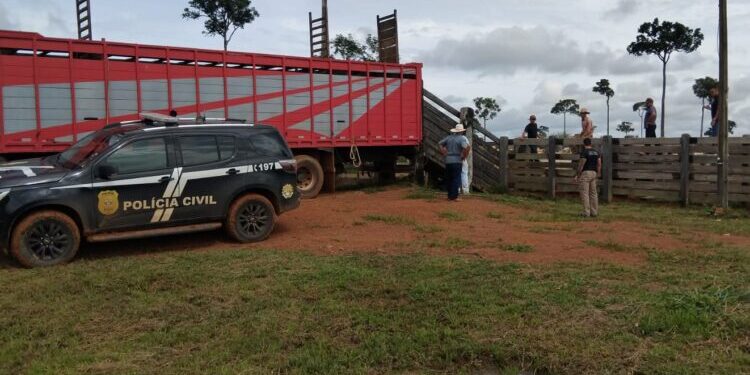 Gado furtado é recuperado em operação entre Acre e Amazonas; suspeito é preso