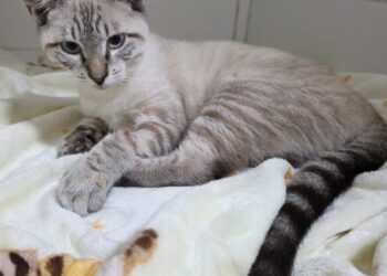 Campanha nas redes sociais busca ajudar no tratamento do gato ‘Chico’ internado em Rio Branco