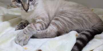 Campanha nas redes sociais busca ajudar no tratamento do gato ‘Chico’ internado em Rio Branco