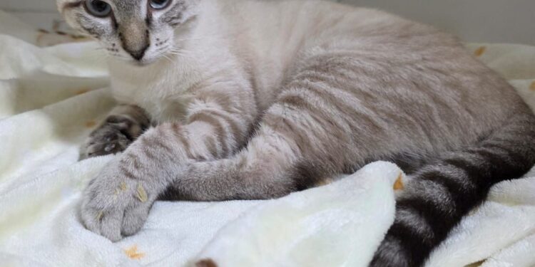 Campanha nas redes sociais busca ajudar no tratamento do gato ‘Chico’ internado em Rio Branco