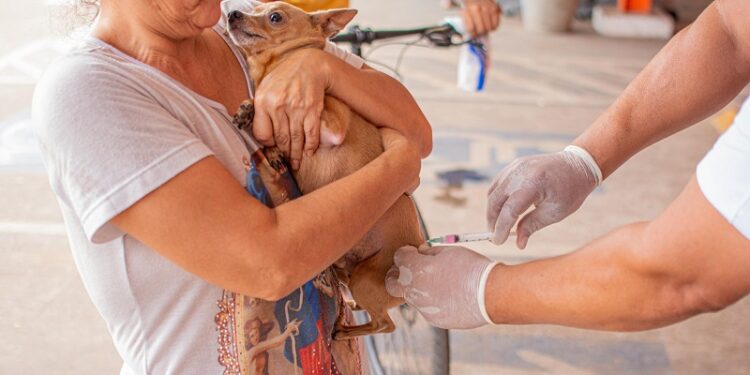 Prefeitura de Rio Branco realiza Feira de Adoção e Vacinação Antirrábica, neste sábado (18)