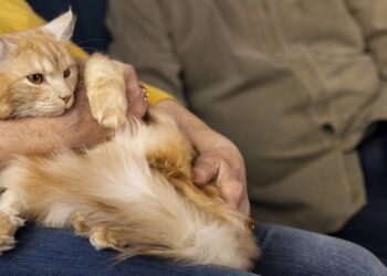 Confira os detalhes da nova lei que regulamenta a guarda compartilhada de pets