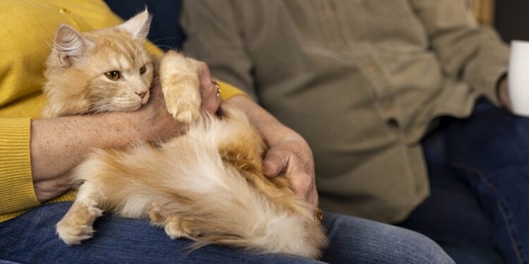 Confira os detalhes da nova lei que regulamenta a guarda compartilhada de pets